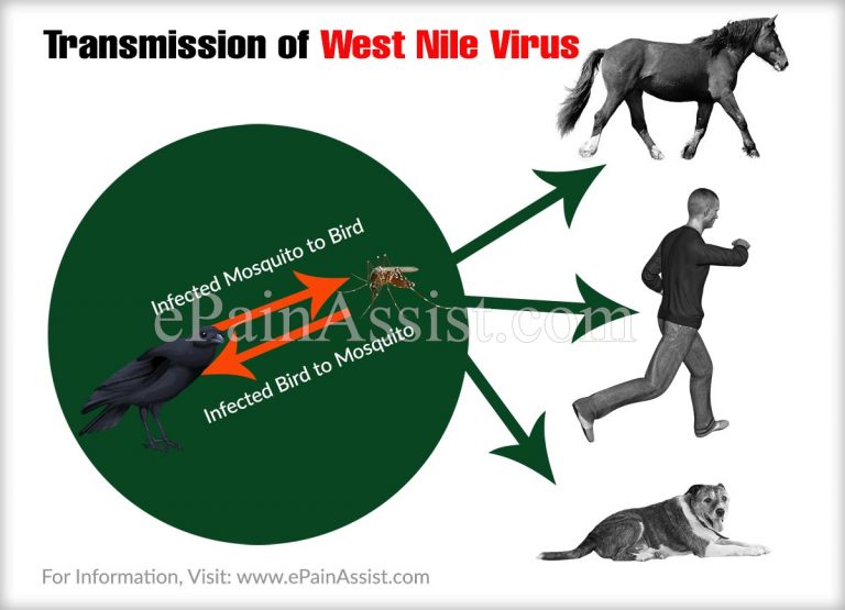 West Nile Virus: Transmission, Symptoms, Treatment, Diagnosis
