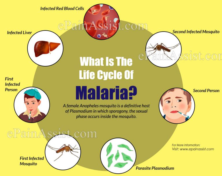 What Is The Life Cycle Of Malaria?