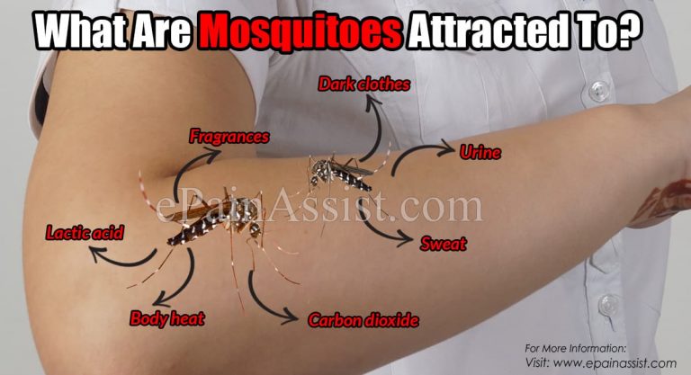 What Are Mosquitoes Attracted To?