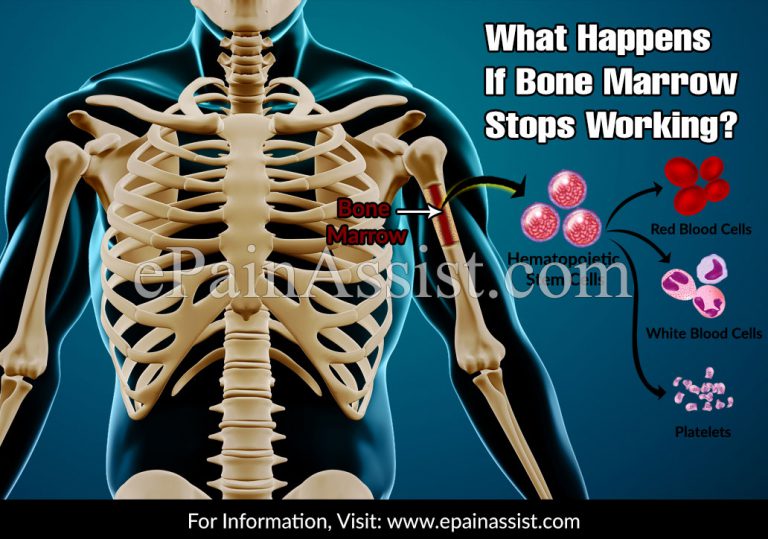Function of Bone Marrow & What Happens If It Stops Working?