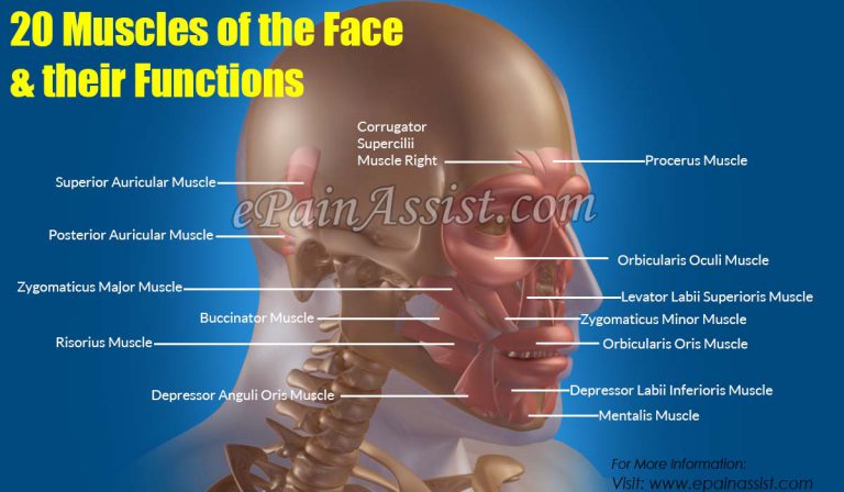 20 Muscles of the Face & Their Functions