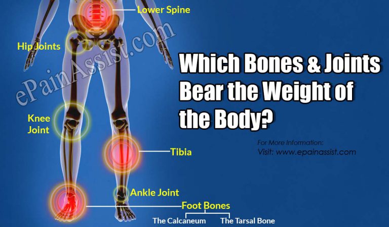Which Bones & Joints Bear the Weight of the Body?