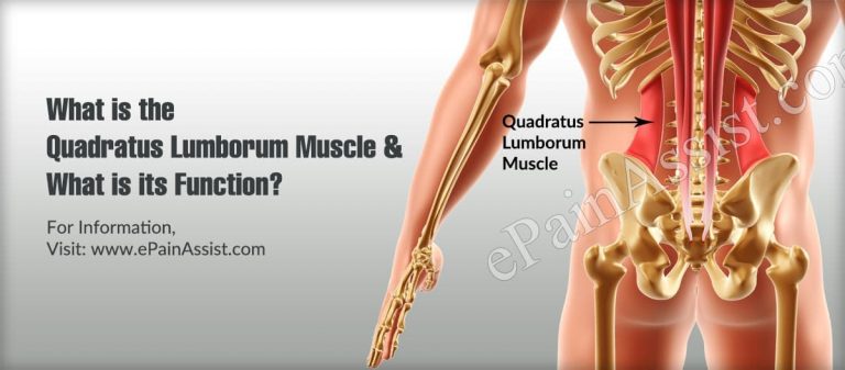 Quadratus Lumborum Muscle Function & Its Stretches