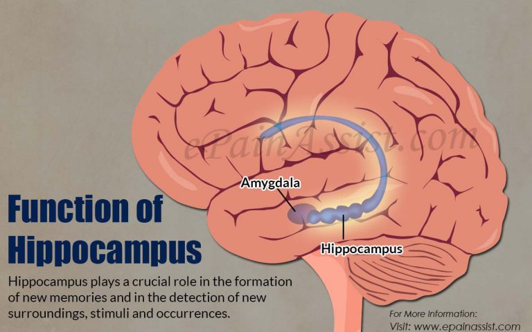 Function of Hippocampus|What Happens if Hippocampus Gets Damaged?