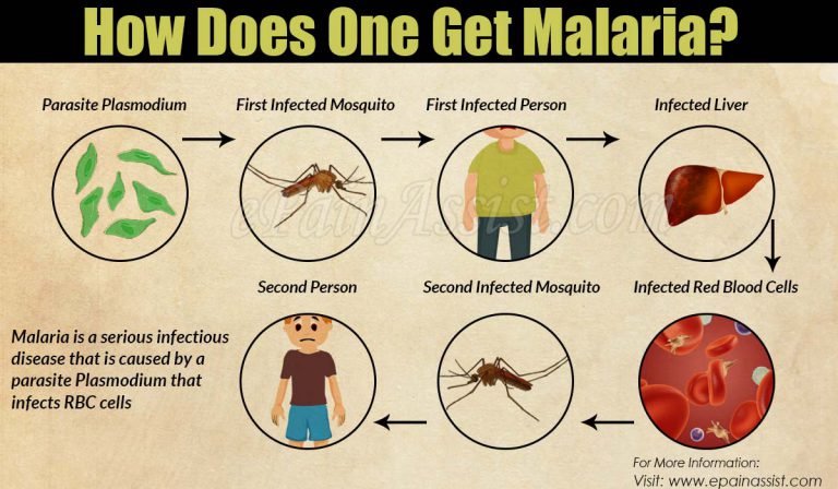 How Does One Get Malaria?