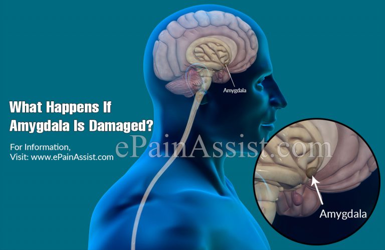 What Happens If Amygdala Is Damaged?