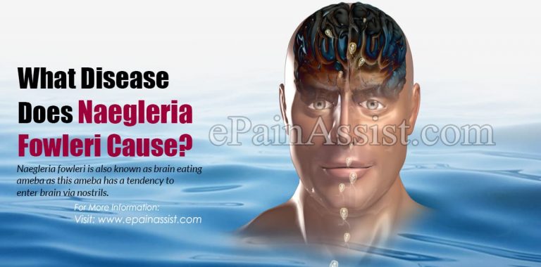 What Disease Does Naegleria Fowleri Cause?