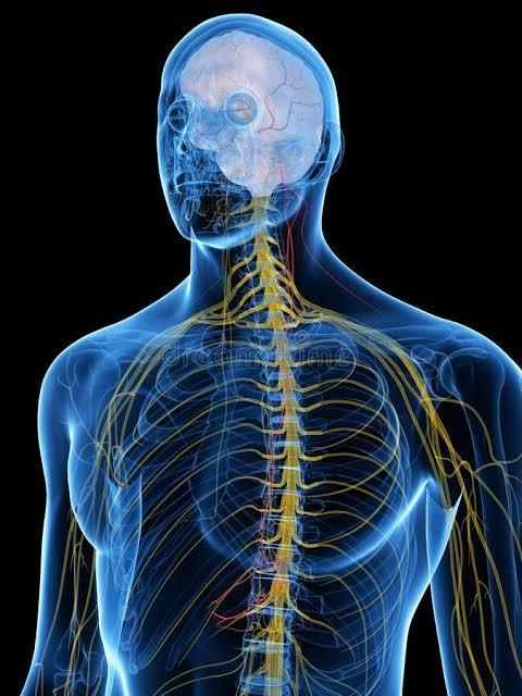 How the Vagus Nerve Regulates Your Heart, Lungs, and Immune System