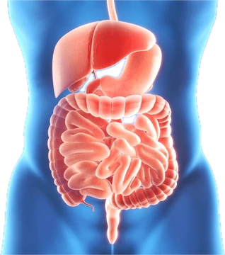 How Gut Microbes Drive Liver Inflammation and Fatty Liver Disease How Gut Microbes Drive Liver Inflammation and Fatty Liver Disease