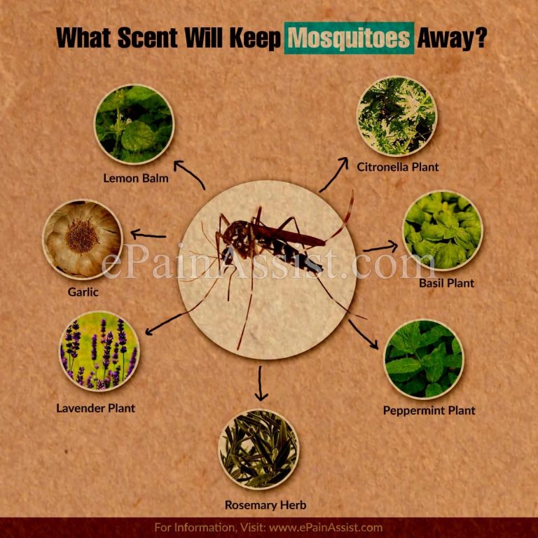 What Scent Will Keep Mosquitoes Away?