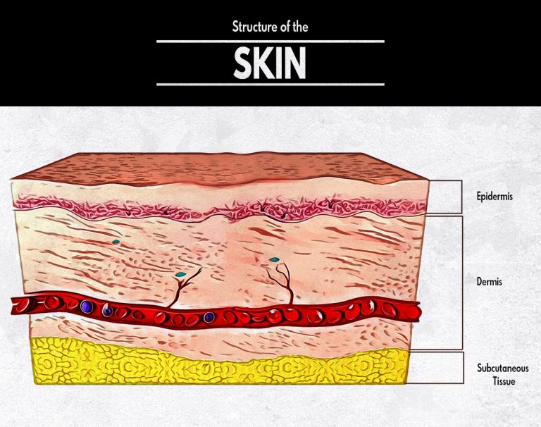 Structure and Function of the Skin : A Comprehensive Guide to the Epidermis, Dermis, and Subcutaneous Tissue
