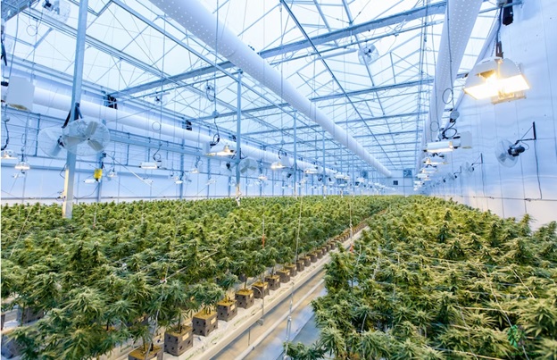 The Impact of Cannabis on Our Communities and Our Environment The Impact of Cannabis on Our Communities and Our Environment