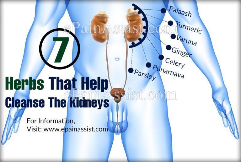 7 Herbs That Help Cleanse The Kidneys