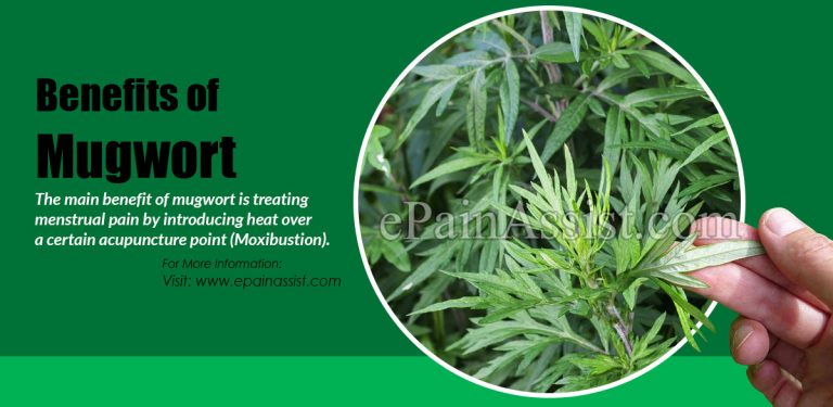 Health Benefits Of Mugwort & Its Side Effects