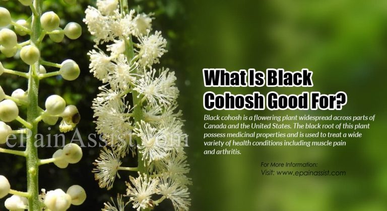 What Is Black Cohosh Good For & What Are Its Side Effects?