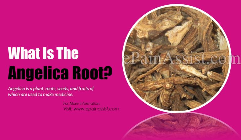 Angelica Roots: Benefits, Uses, and Side Effects