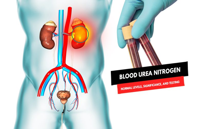 Understanding Blood Urea Nitrogen (BUN): Normal Levels, Significance, and Testing