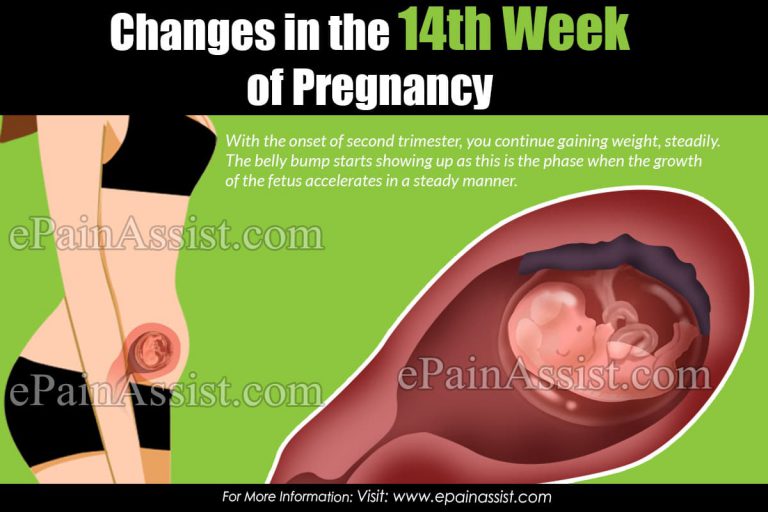 Changes in the 14th Week of Pregnancy