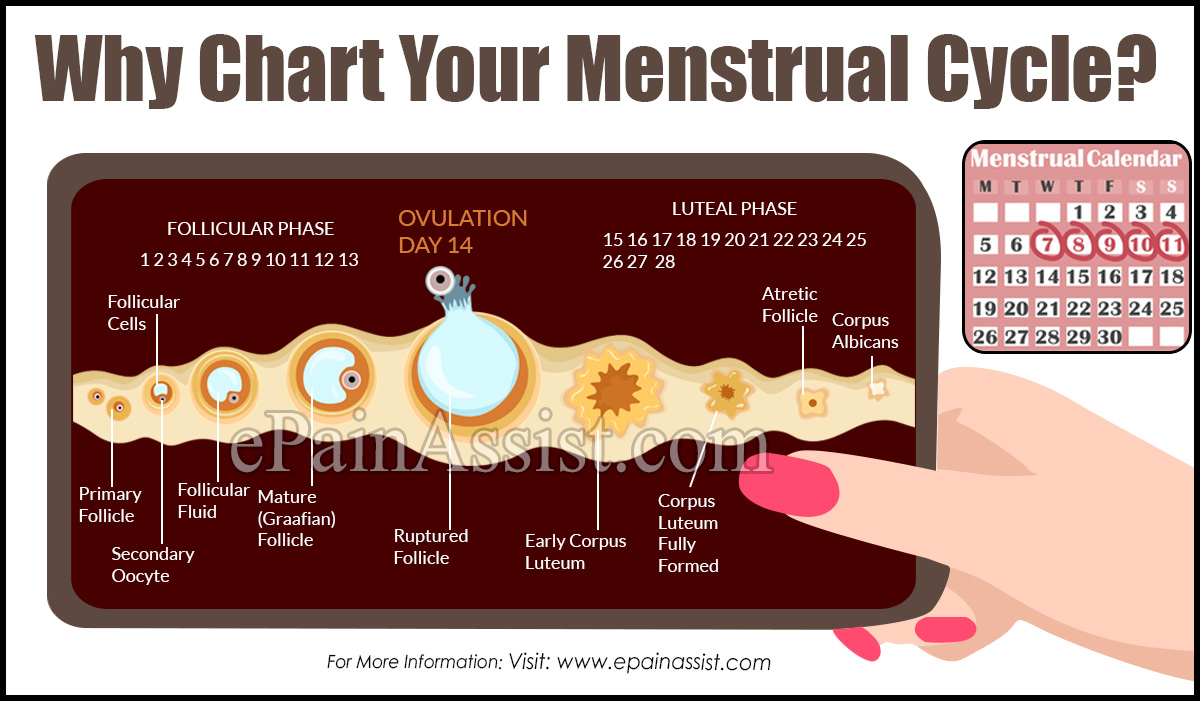 Womens Cycle Chart