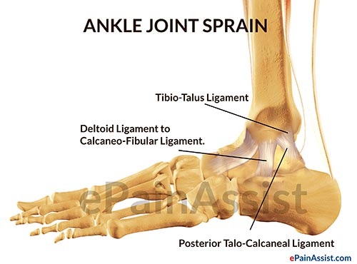 Ligaments of Ankle Joint