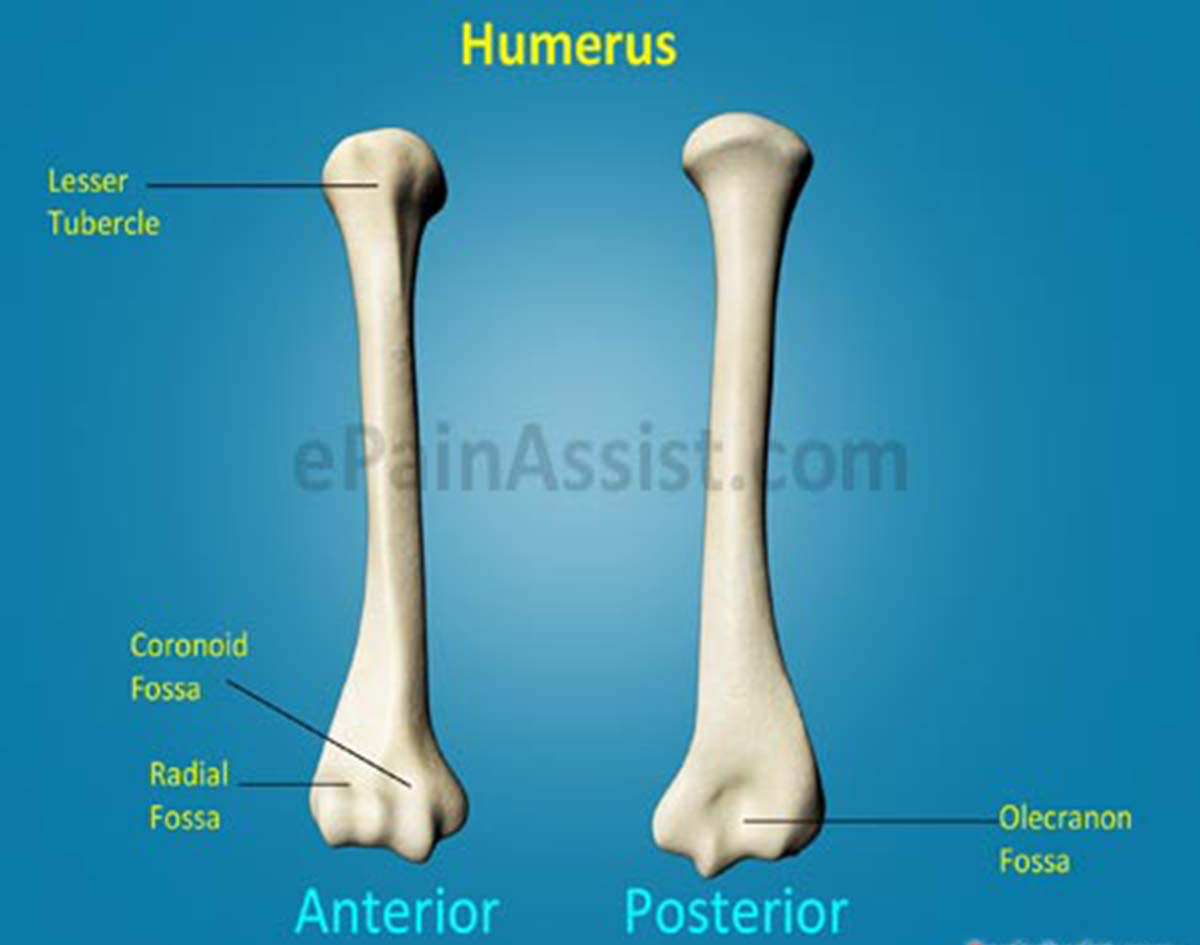 Humerus Humerus