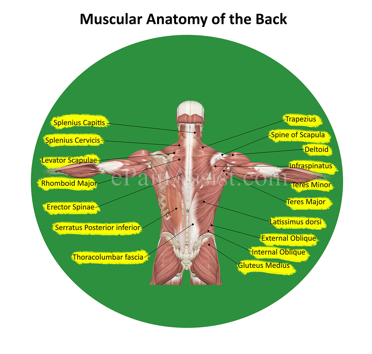 Muscular Anatomy of the Back Muscular Anatomy of the Back