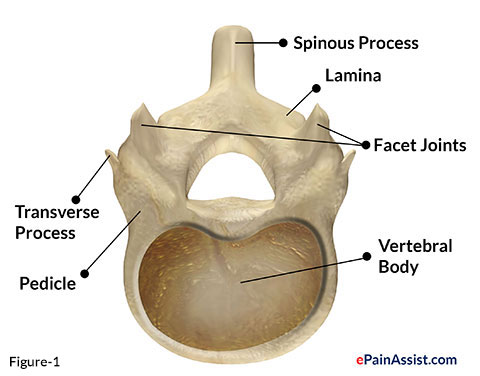 Facet Joint and Lamina