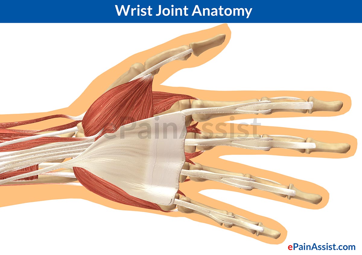 Wrist Joint Anatomy: Bones, Movements, Ligaments, Tendons- Abduction, Flexion