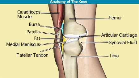 Anatomy of The Knee 