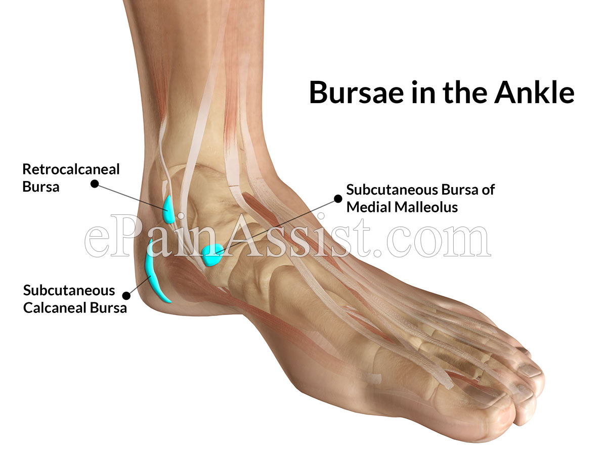 Anatomical Location of Bursa