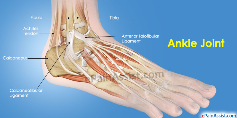  Ankle Joint