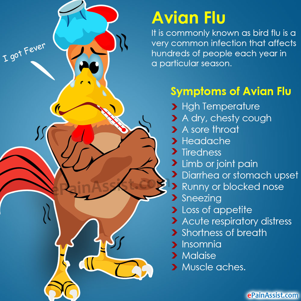 Avian Flu|Causes|Symptoms|Treatment|Prevention