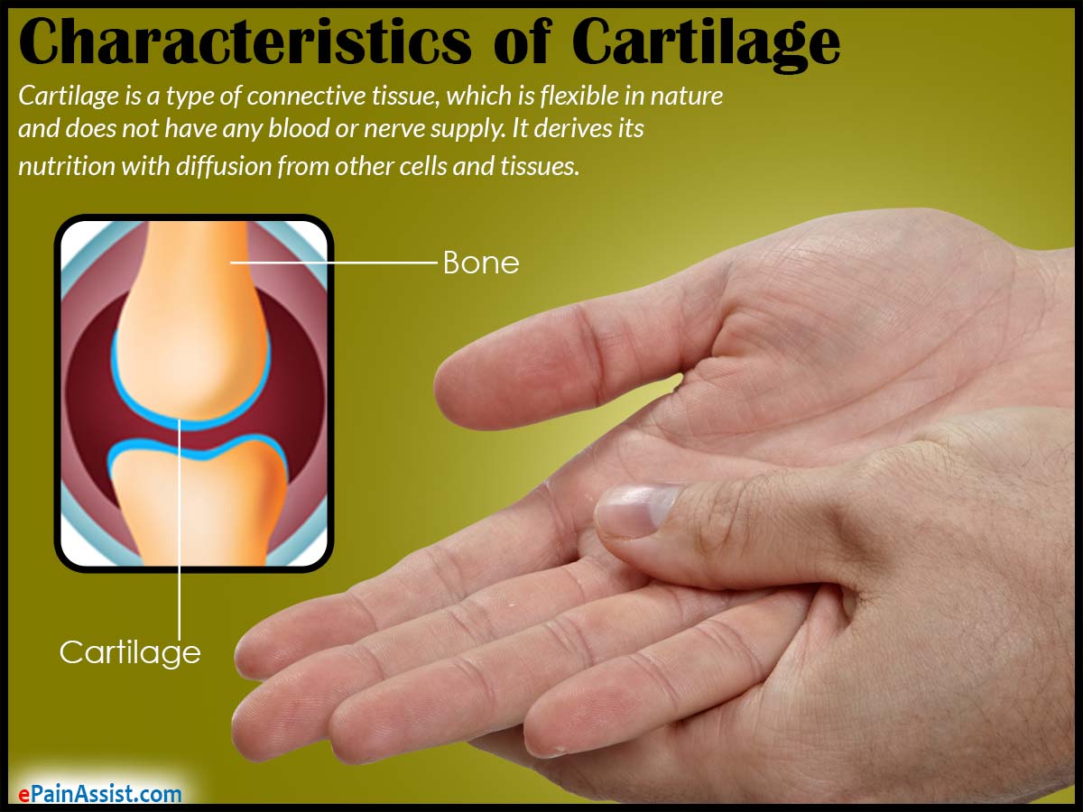 Characteristics of Cartilage Characteristics of Cartilage