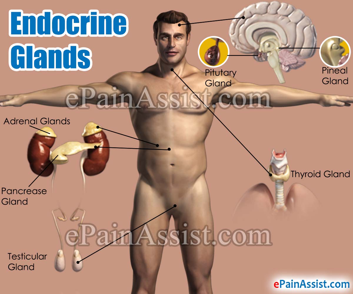 Endocrine Glands Endocrine Glands