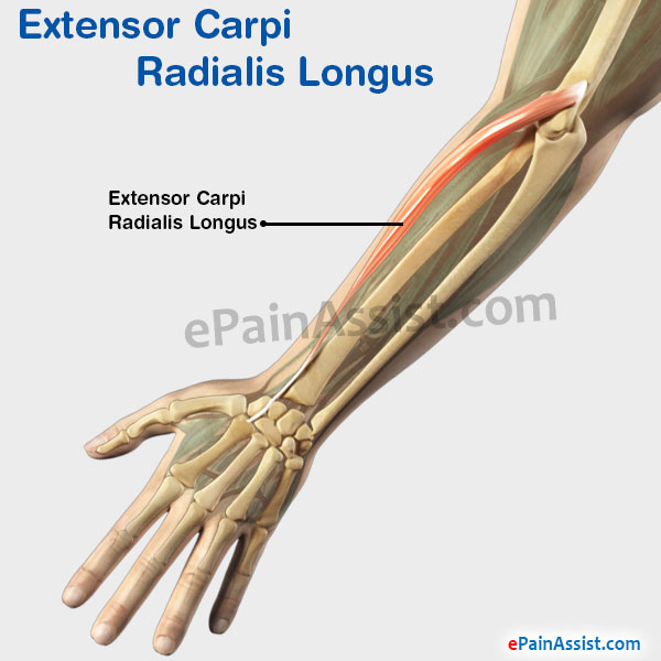 Extensor Carpi Radialis Longus