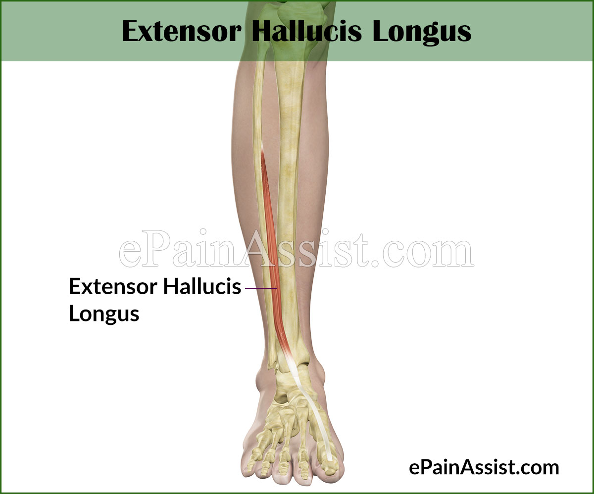 Extensor Hallucis Longus Extensor Hallucis Longus