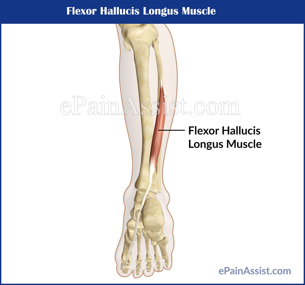 Flexor Hallucis Longus Muscle Flexor Hallucis Longus Muscle