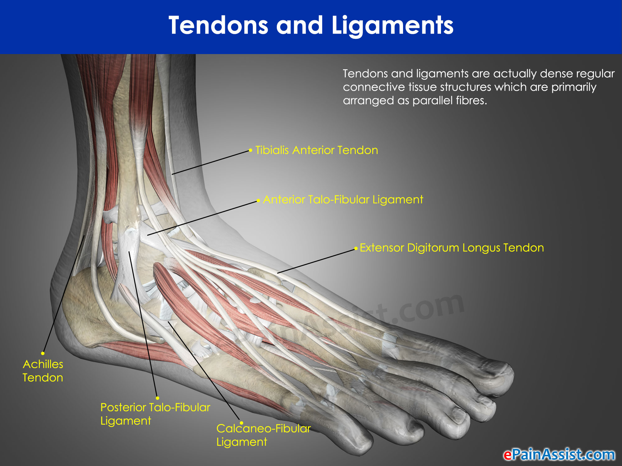 Tendons and Ligaments