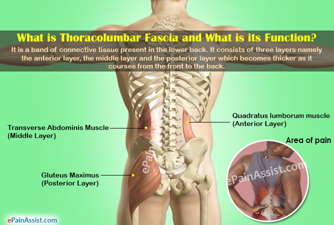 What is Thoracolumbar Fascia and What is its Function