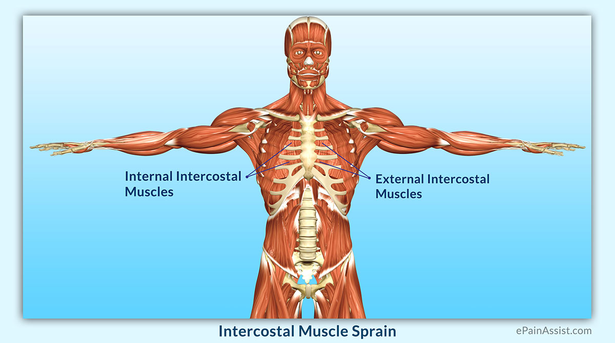 Pulled Muscle Under Rib Cage Hurts To Breathe - Healthy Herbal