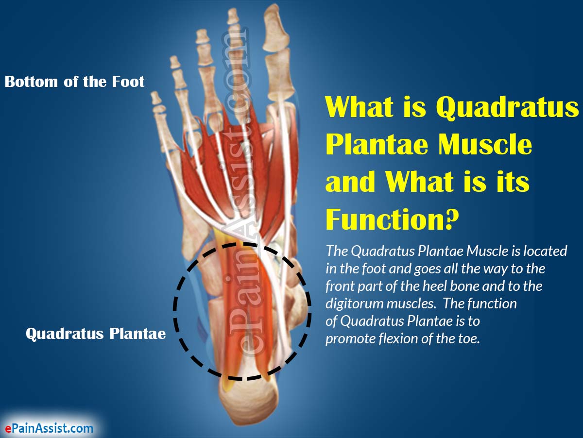 What is Quadratus Plantae Muscle and What is its Function?