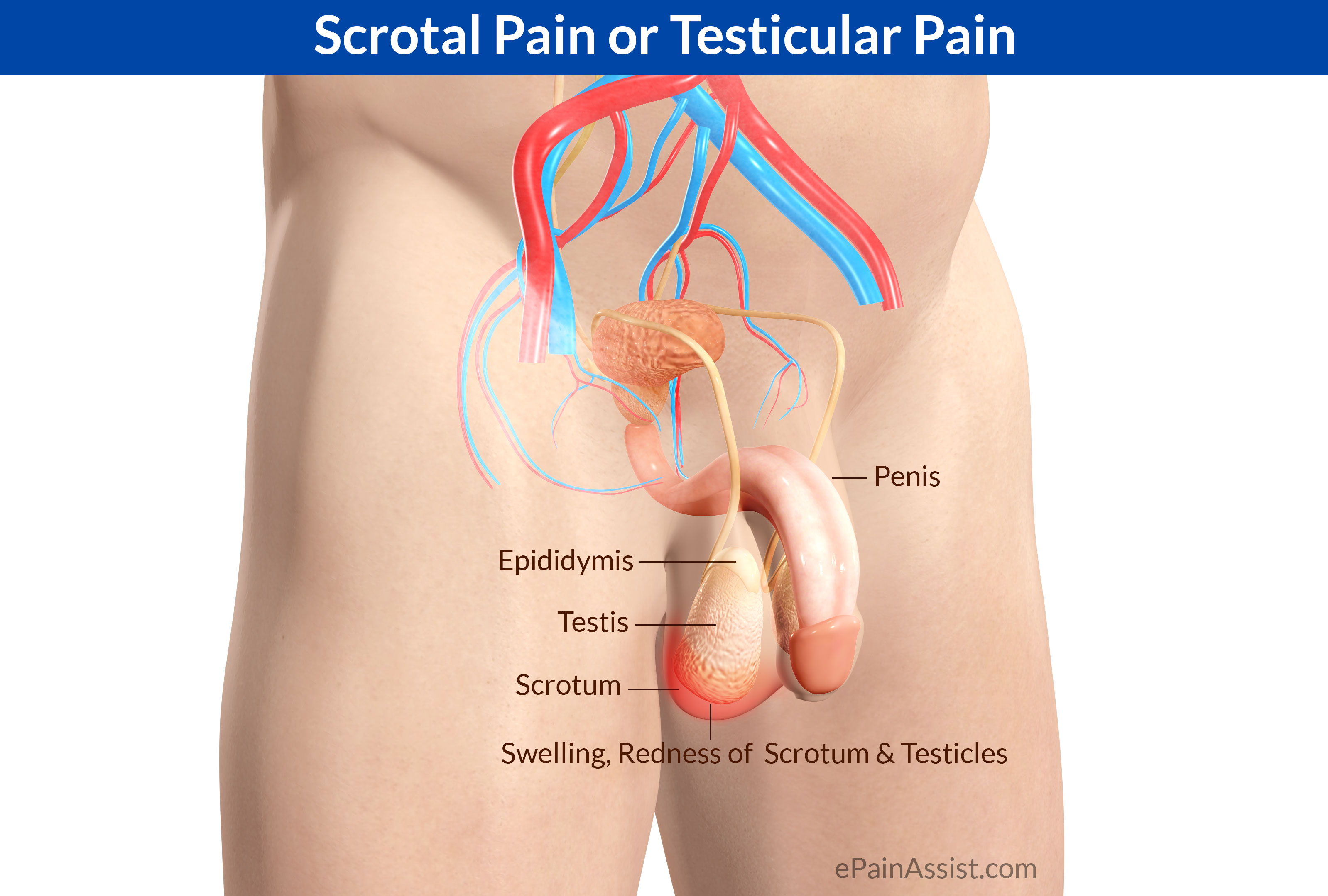 Cramps On Male Testicle And Balls 47