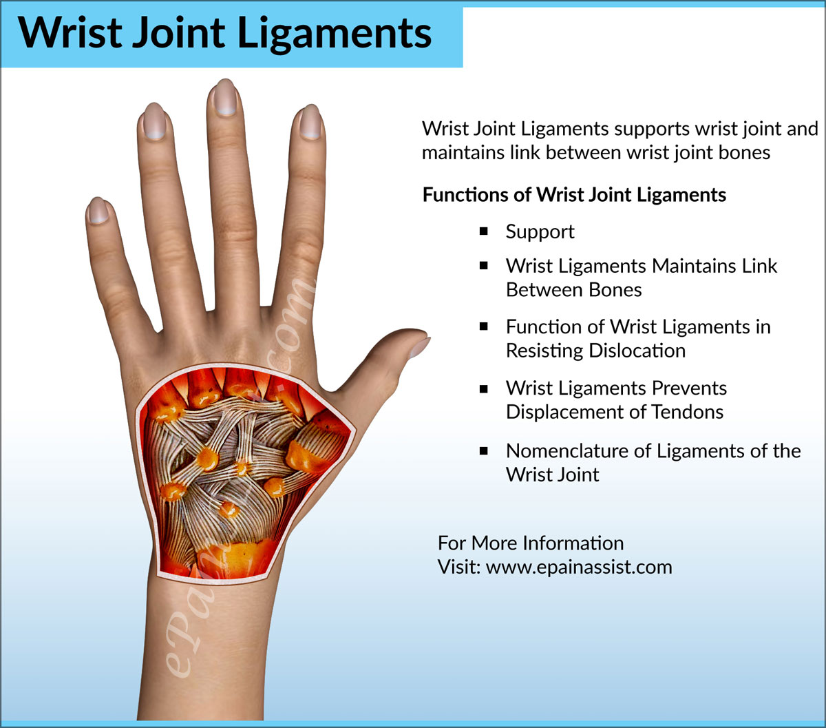 Wrist Joint AnatomyBones Movements Ligaments Tendons Wrist Joint AnatomyBones Movements Ligaments Tendons