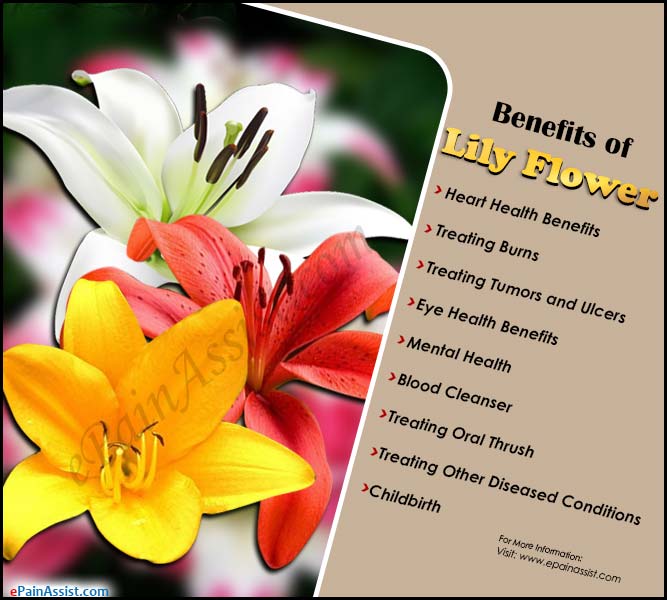 Benefits of Lily Flower