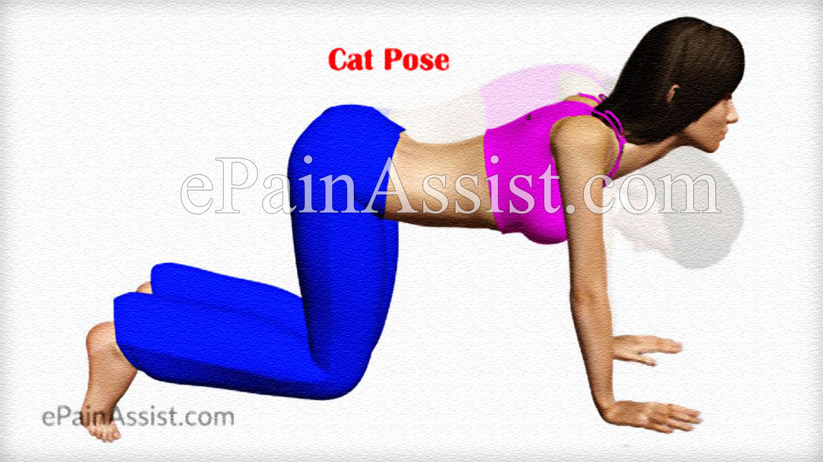 Cat Pose or Marjariasana to Loosen up the Spine and Get Relief from Back Pain Cat Pose or Marjariasana to Loosen up the Spine and Get Relief from Back Pain