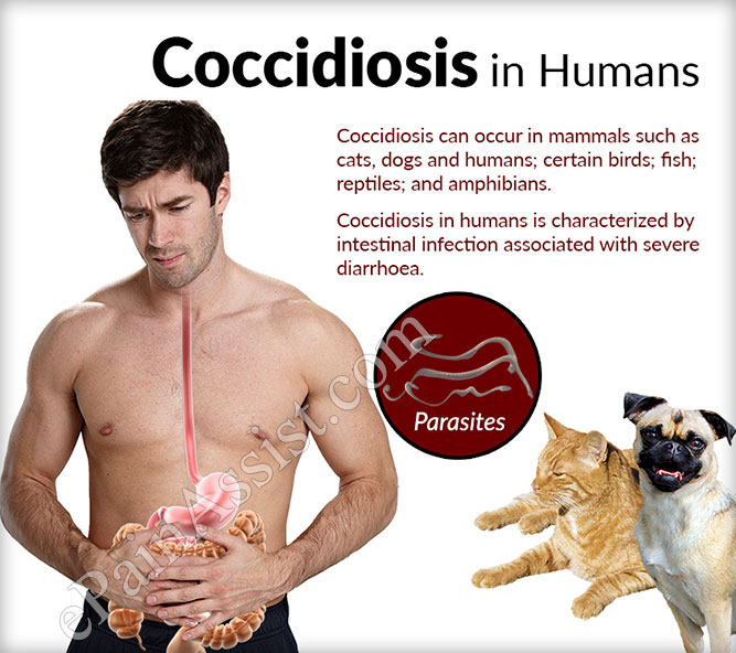 Coccidiosis in Humans