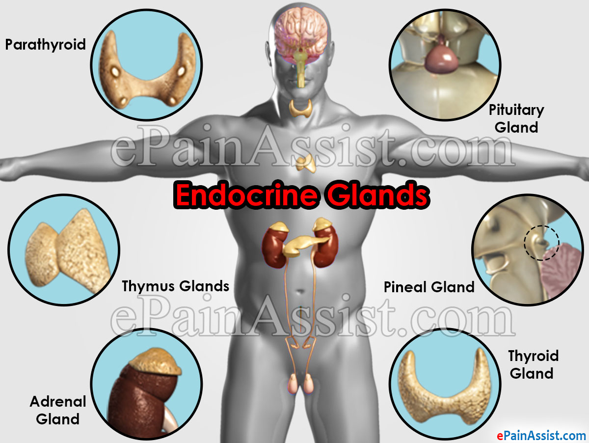 Glands In The Human Body And Their Functions Glands In The Human Body And Their Functions