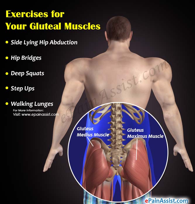 Exercises for Your Gluteal Muscles