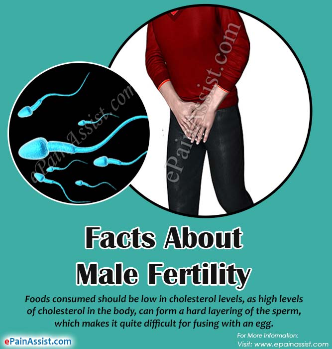 Understanding the Important Facts about Male Fertility and Male Sperms