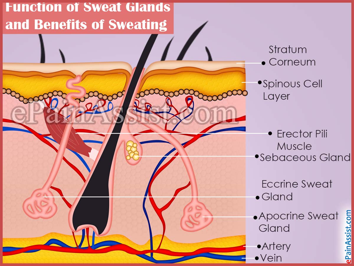 Function of Sweat Glands and Benefits of Sweating Function of Sweat Glands and Benefits of Sweating